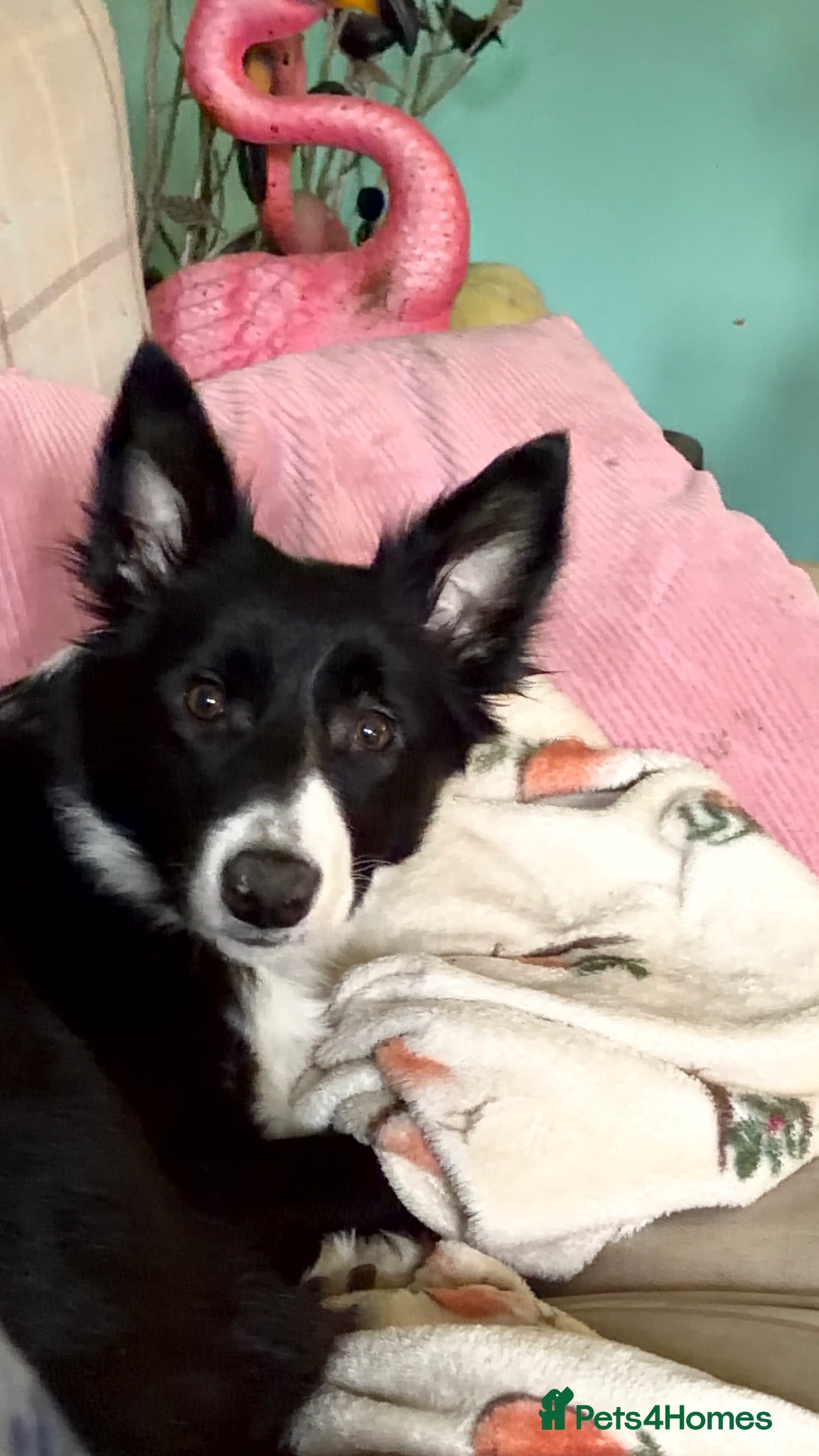 Border Collie dogs Mollie - Advert 3