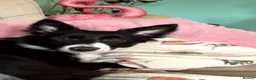 Border Collie dogs for sale: Mollie - Advert 2
