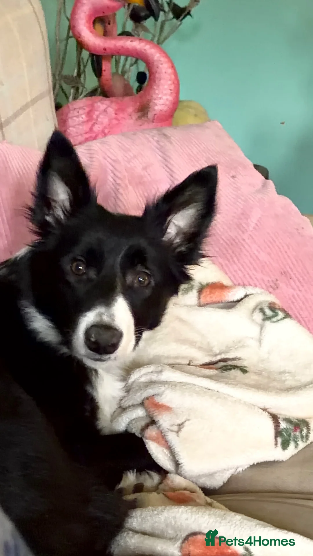 Border Collie dogs for sale: Mollie - Advert 2