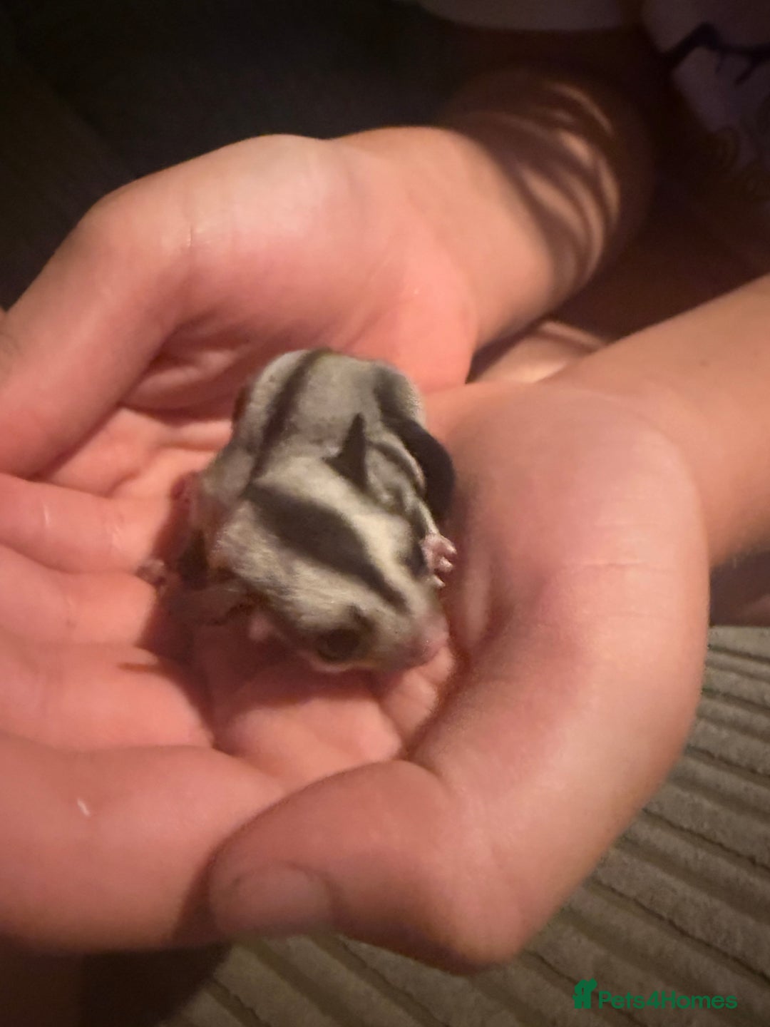Sugar Glider rodents for sale: Pair of Male Sugar Glider Babies - Image 4