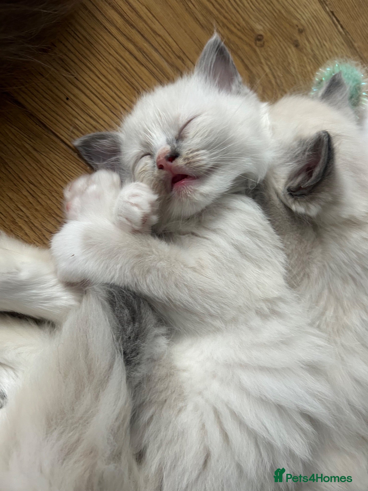 Ragdoll cats GCCF Registered Ragdoll Kittens - Advert 2