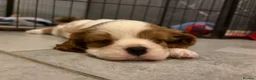 Cavalier King Charles Spaniel dogs for sale: Beautiful Blenheim puppies  - Advert 2