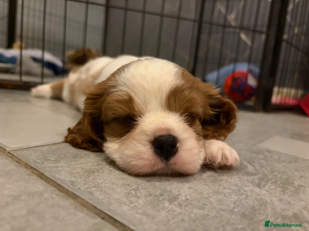 Cavalier King Charles Spaniel dogs for sale: Beautiful Blenheim puppies  - Advert 2