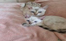Bengal cats for sale: SNOW LYNX BENGAL KITTENS  - Image 7