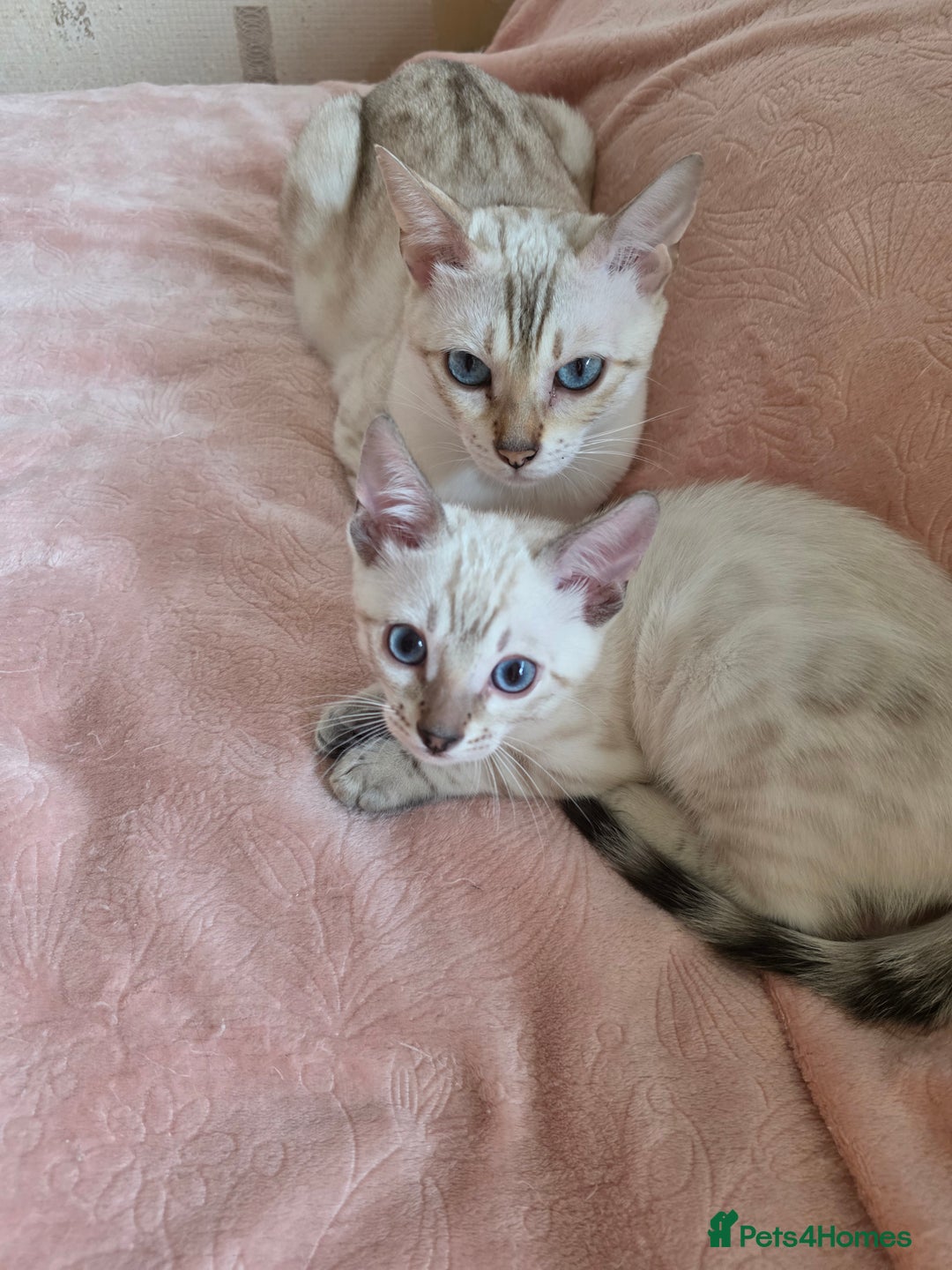 Bengal cats for sale: SNOW LYNX BENGAL KITTENS  - Image 7
