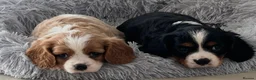 Cavalier King Charles Spaniel dogs for sale: Beautiful King Charles Cavalier puppies - Advert 6