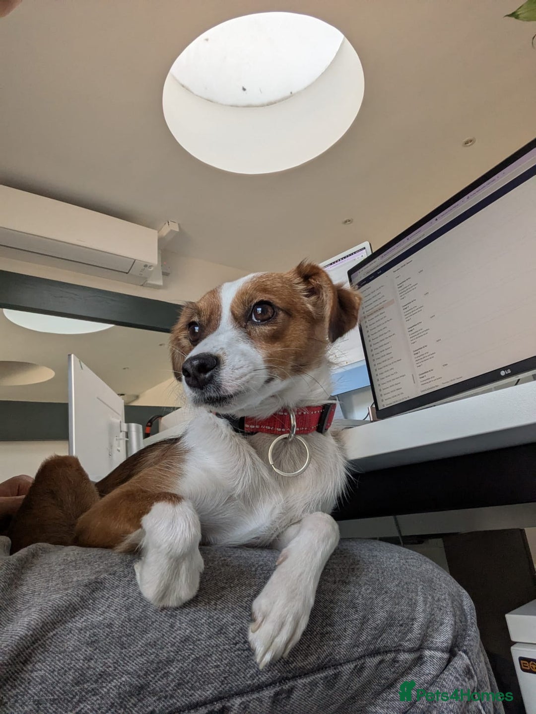Mixed Breed dogs for sale: Roo - Lovely Small Dog - Image 6