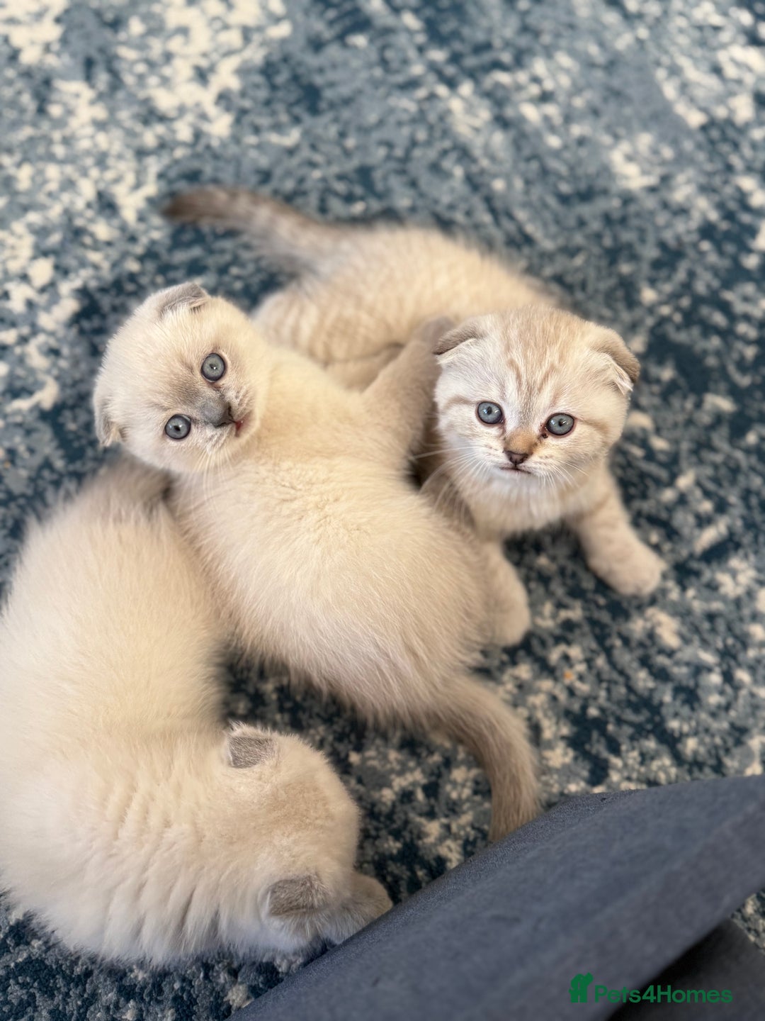 Scottish Fold cats for sale: Scottish Fold Kittens  - Advert 18
