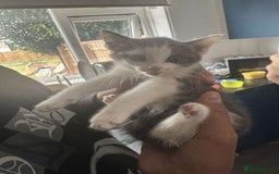Tibetan cats for sale: 4 female kittens ready for new homes - Image 7