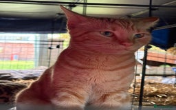 Domestic Shorthair cats for sale: Rimber and simba, our ginger rescues 🧡 - Image 20