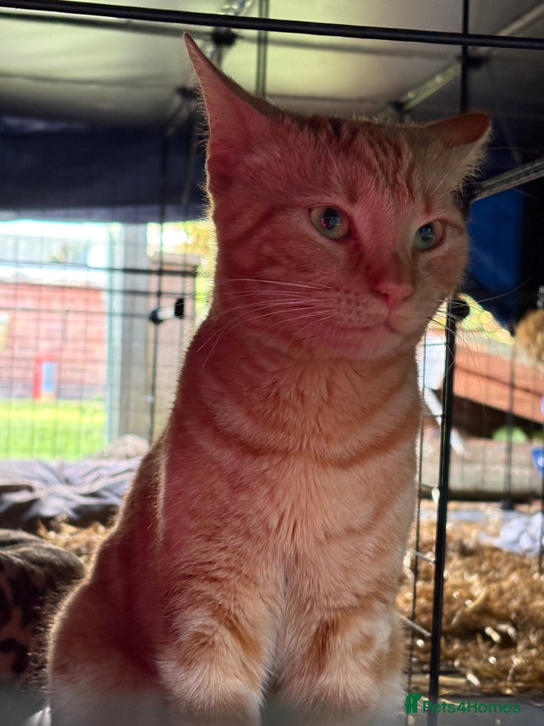 Domestic Shorthair cats for sale: Rimber and simba, our ginger rescues 🧡 - Image 20