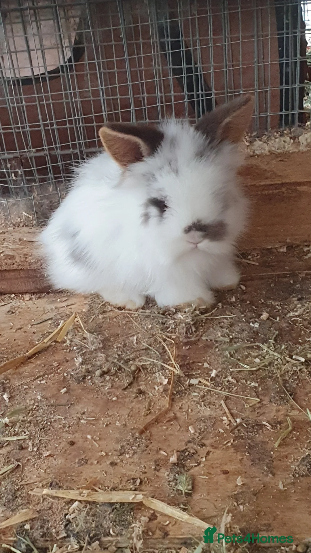 Mixed Breed rabbits for sale: Baby rabbits  - Advert 2