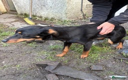 Mixed Breed dogs for sale: Kelpie cross huntaway pups - Image 2