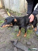 Mixed Breed dogs - Advert 5