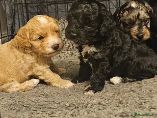Cockapoo dogs F1b Rare cockerpoos - Advert 13