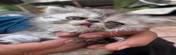 Persian cats for sale: Pure  **  Persian Kittens  in Birmingham - Advert 14