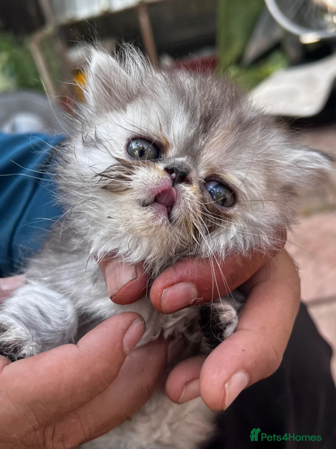 Persian cats for sale: Pure  **  Persian Kittens  in Birmingham - Advert 14