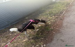 Mixed Breed dogs for sale: New home needed.  - Image 5