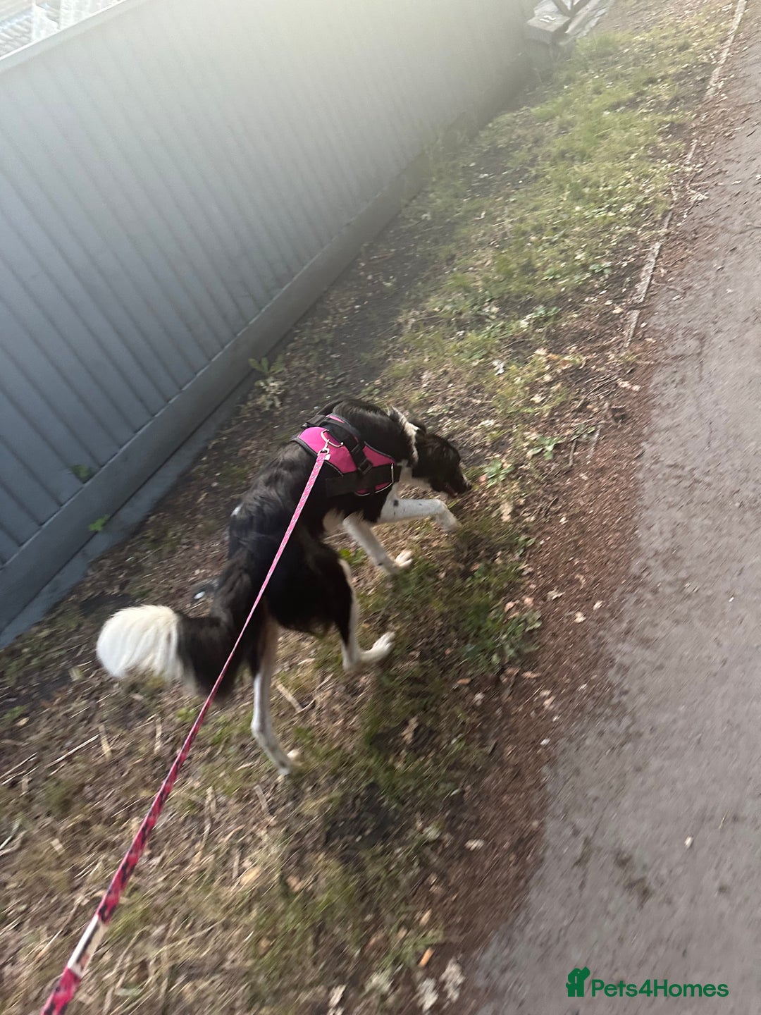Mixed Breed dogs for sale: New home needed.  - Image 5