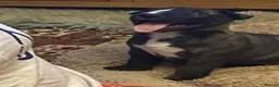 English Bull Terrier dogs for sale: Tunicaebully’s presents new litter arrival 3/8/26 - Advert 14