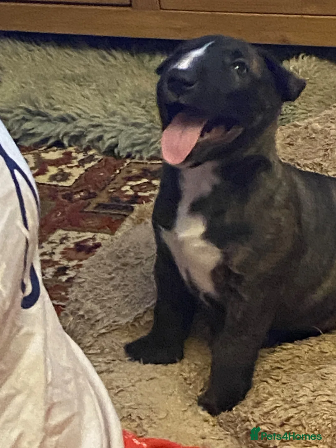 English Bull Terrier dogs for sale: Tunicaebully’s presents new litter arrival 3/8/26 - Advert 14