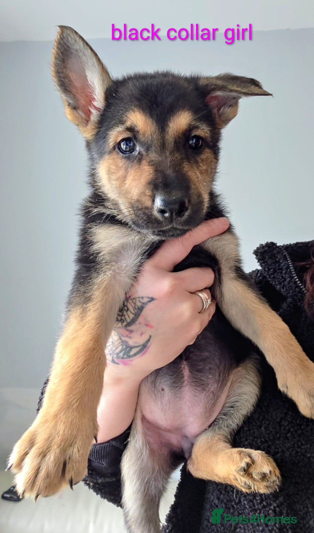 Mixed Breed dogs Doberman shepherd x german shepherd puppies  - Advert 3