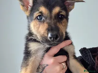 Mixed Breed dogs Doberman shepherd x german shepherd puppies - Advert 3