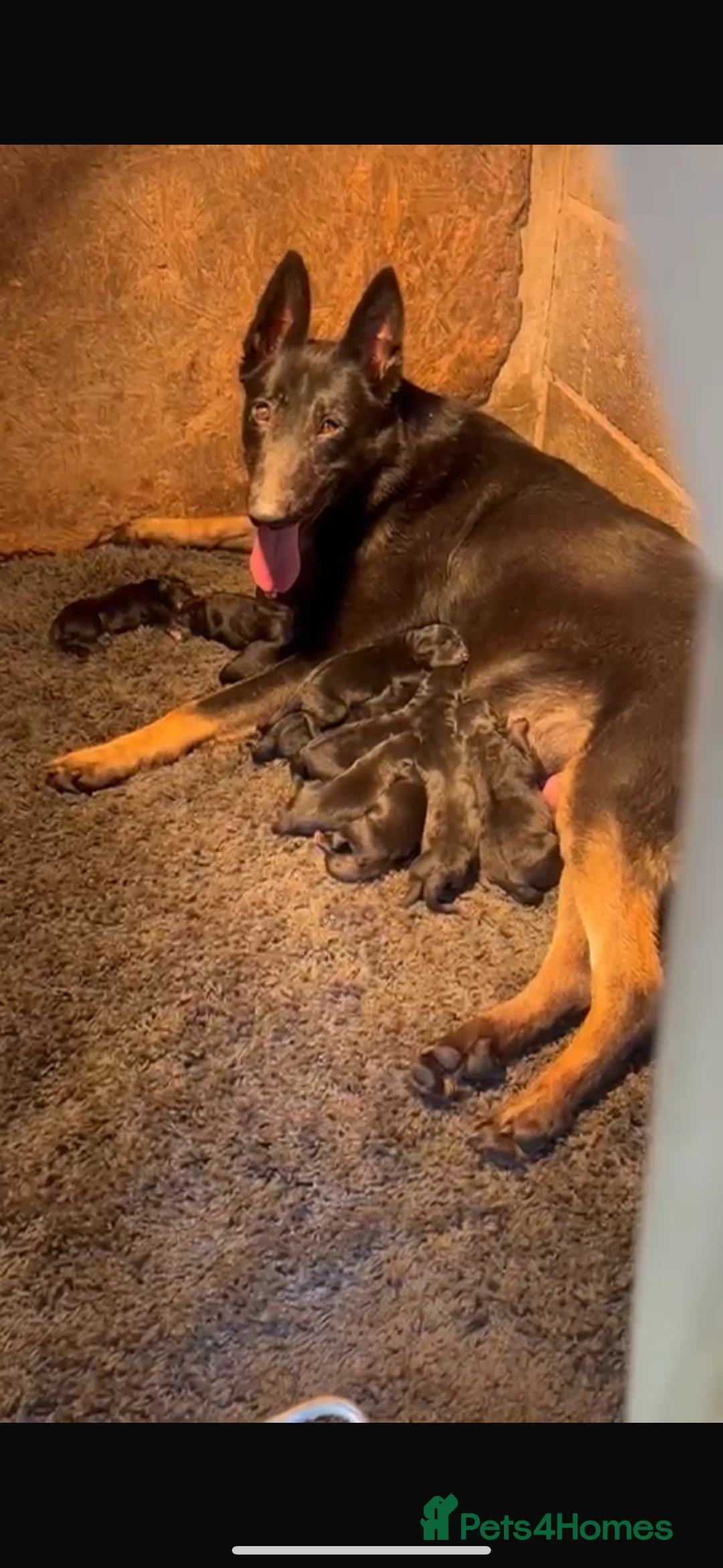 Belgian Shepherd Dog dogs for sale: Quality Bull herder puppies  - Advert 3