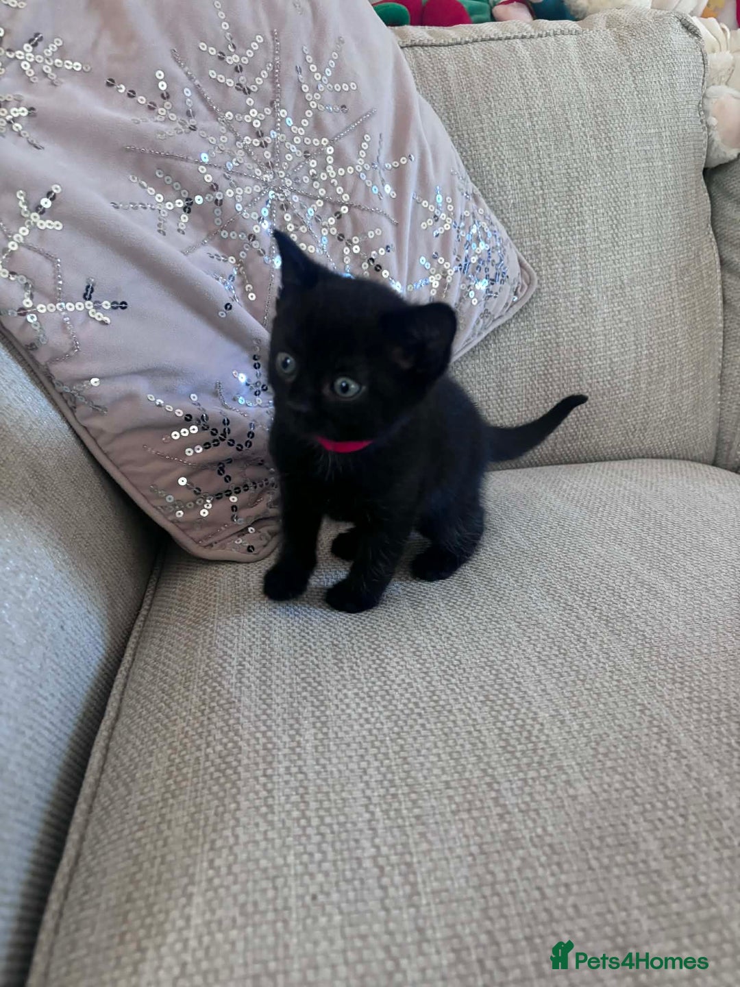 British Shorthair cats for sale: 4x British Shorthair Cross Kittens - Advert 8