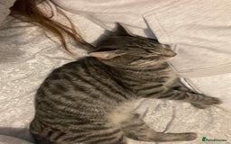 Domestic Shorthair cats for sale: 1 year old cat for sale £100.00  - Image 3