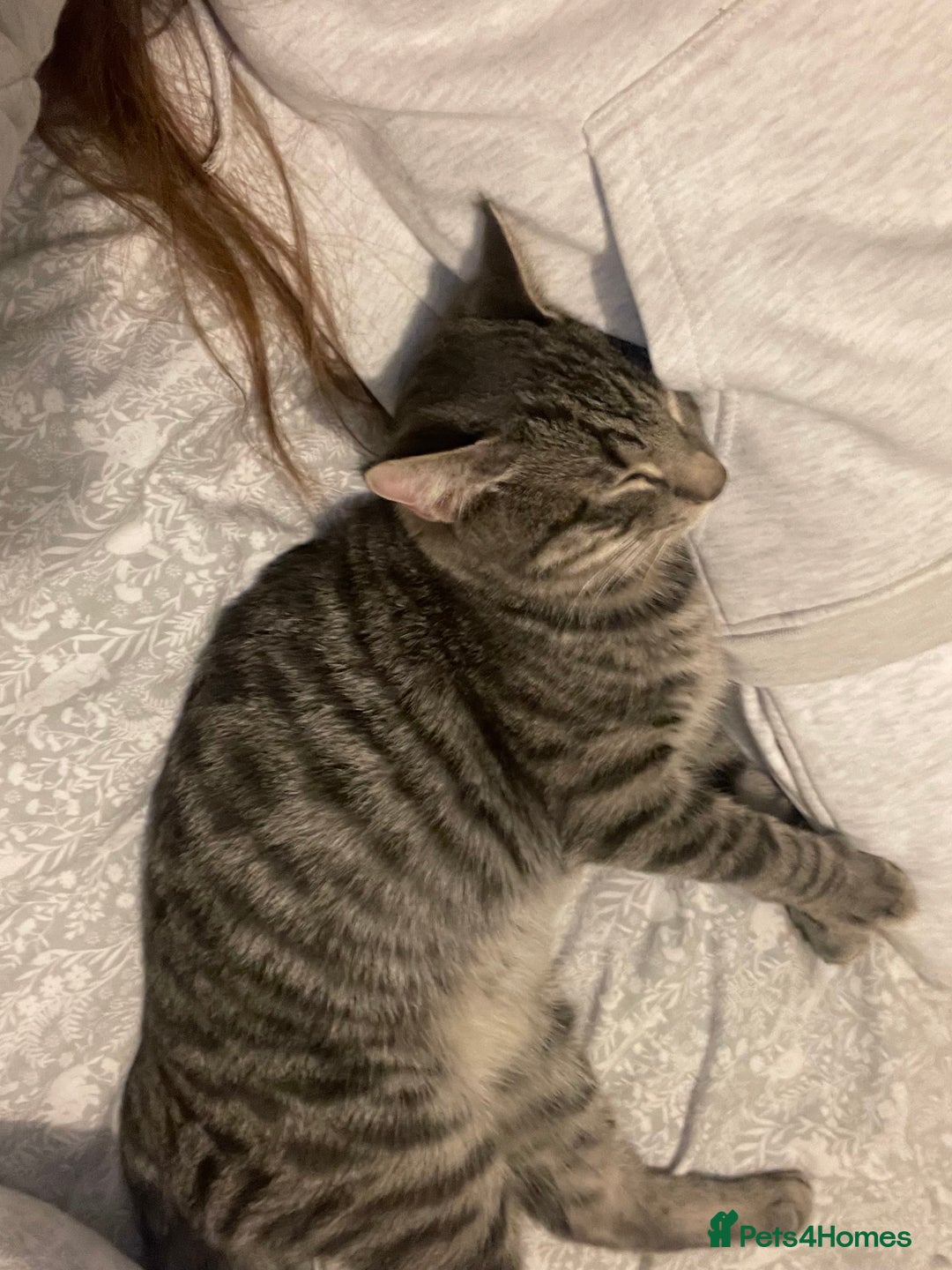 Domestic Shorthair cats for sale: 1 year old cat for sale £100.00  - Image 3