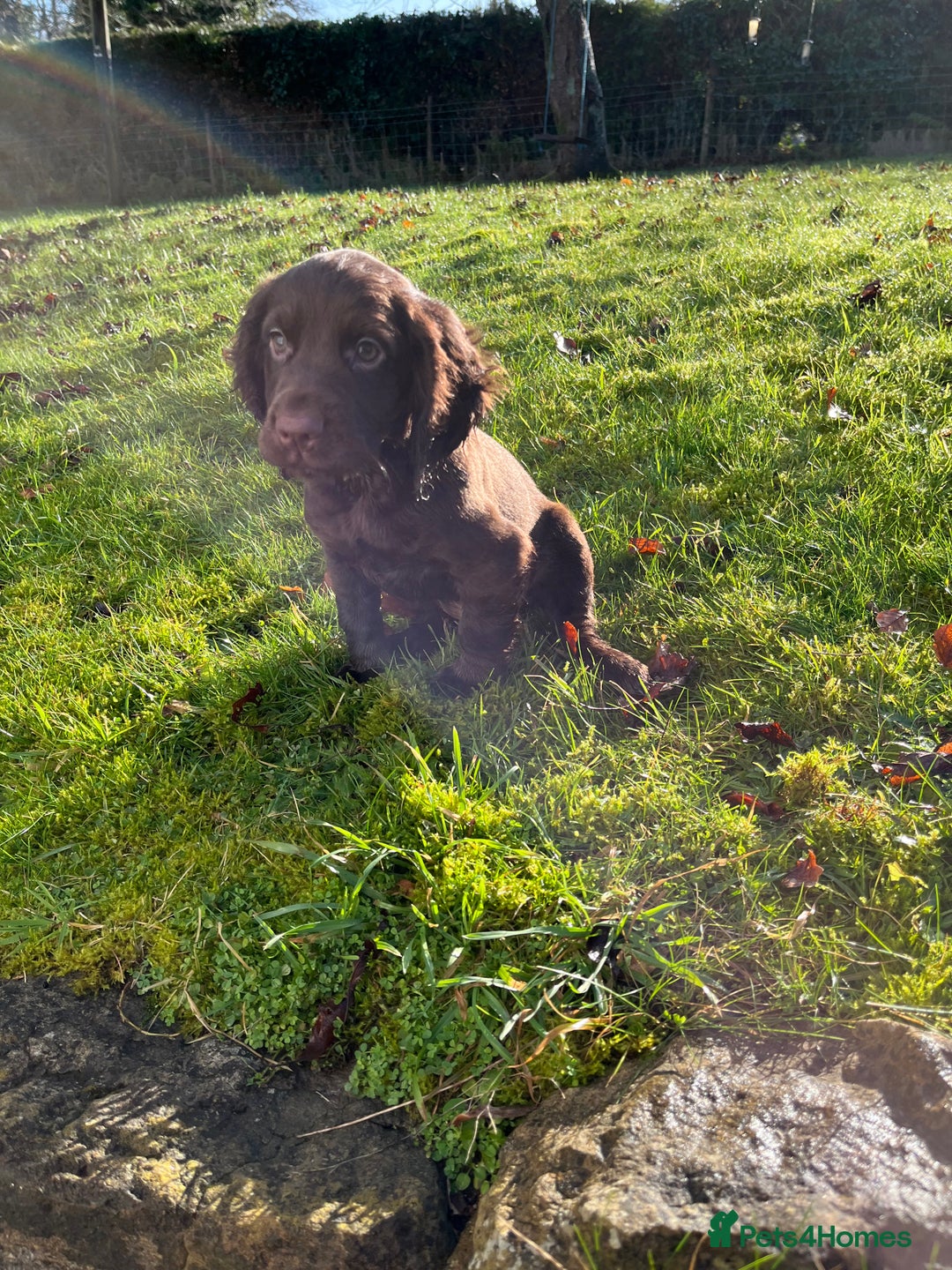 Cocker Spaniel dogs for sale: KC COCKER SPANIEL PUPPIES - Advert 7