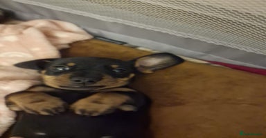 Miniature Dachshund dogs - Advert 7