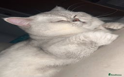 Scottish Fold cats for sale: Beautiful Scottish Straight - Image 4