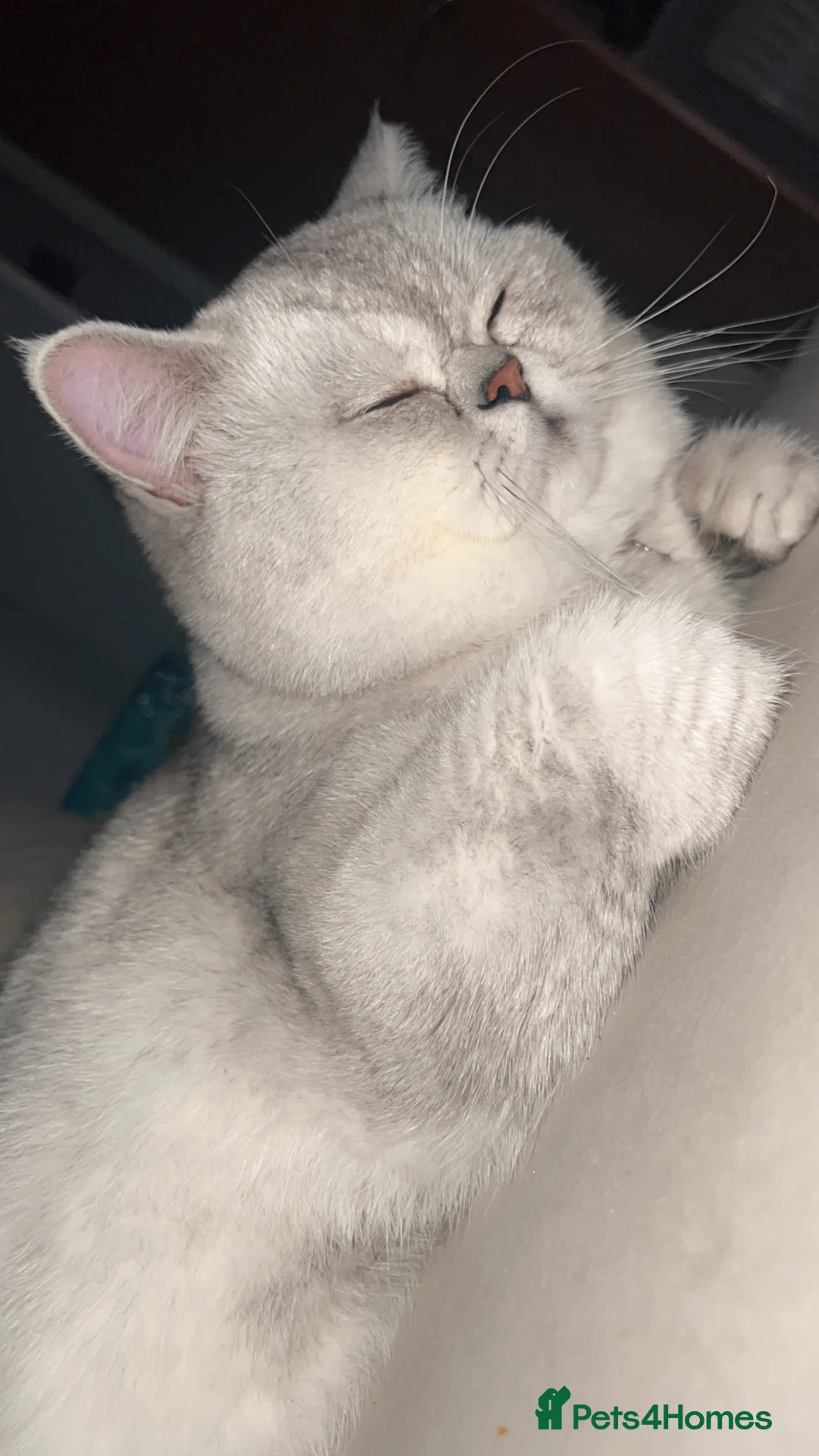 Scottish Fold cats for sale: Beautiful Scottish Straight - Advert 4