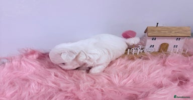 Maltese dogs 🌟🌟Full Korean Baby pups🌟🌟 - Advert 3