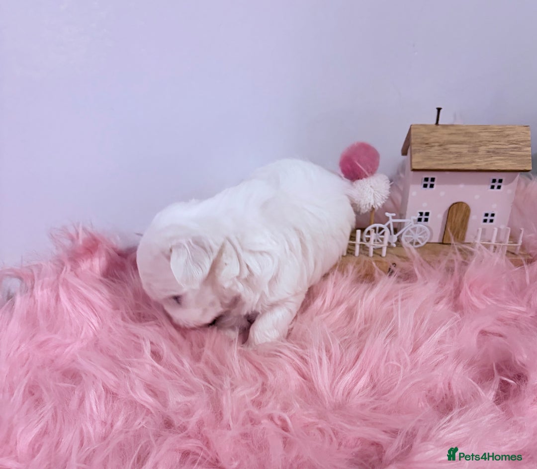 Maltese dogs for sale: ❤️🩵Full Korean Baby pups🩵❤️ - Advert 21