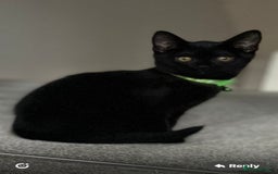 British Shorthair cats for sale: Charming Scottish Fold x British Shorthair Kitte - Image 2