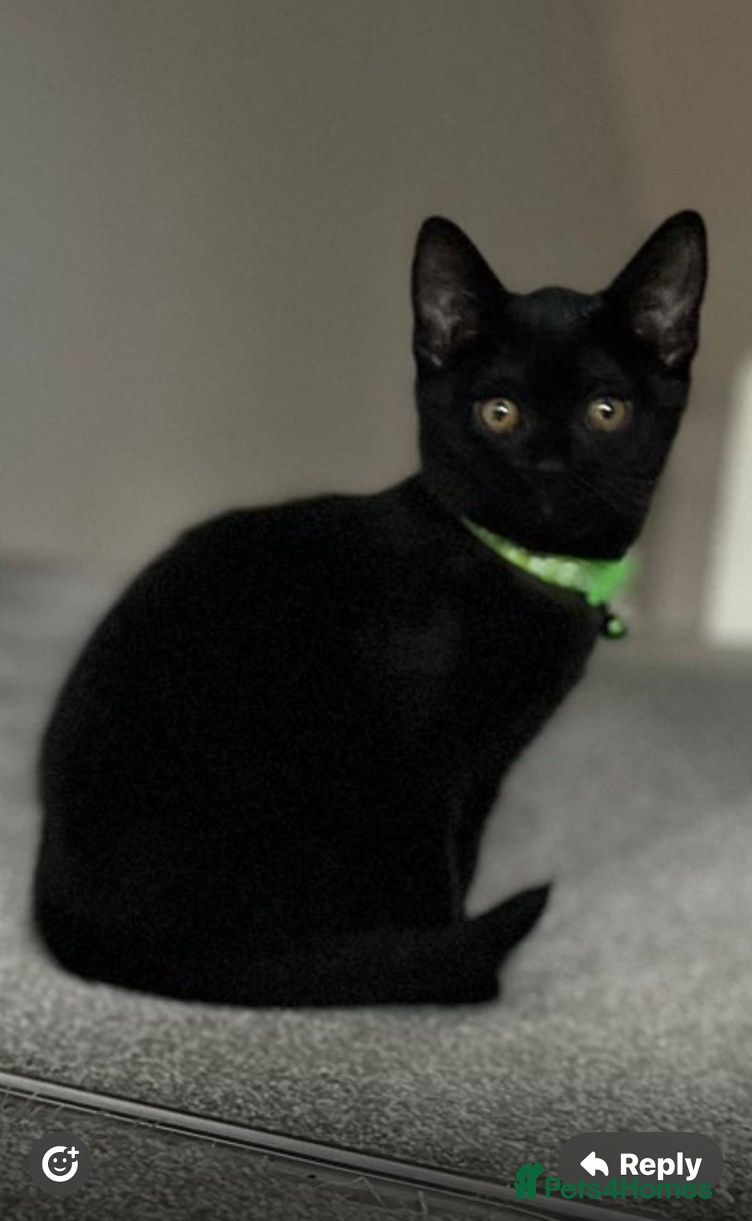 British Shorthair cats for sale: Charming Scottish Fold x British Shorthair Kitte - Image 2