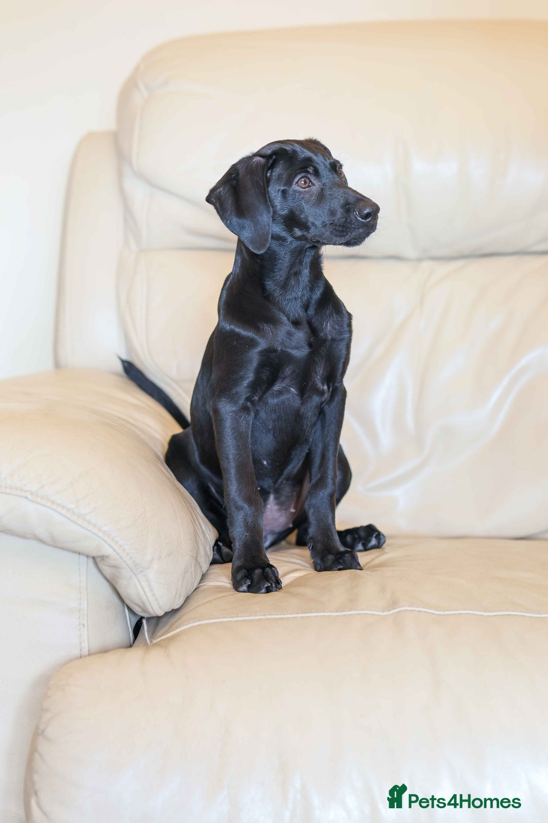 Mixed Breed dogs for adoption: Ms Bean - Image 4