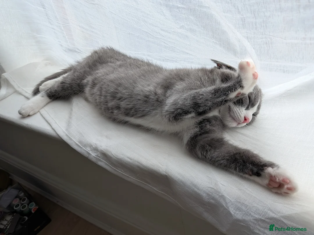British Shorthair cats for sale: Marcin  - Advert 2