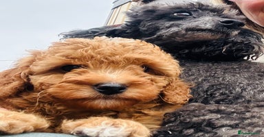 Miniature Poodle dogs - Advert 13