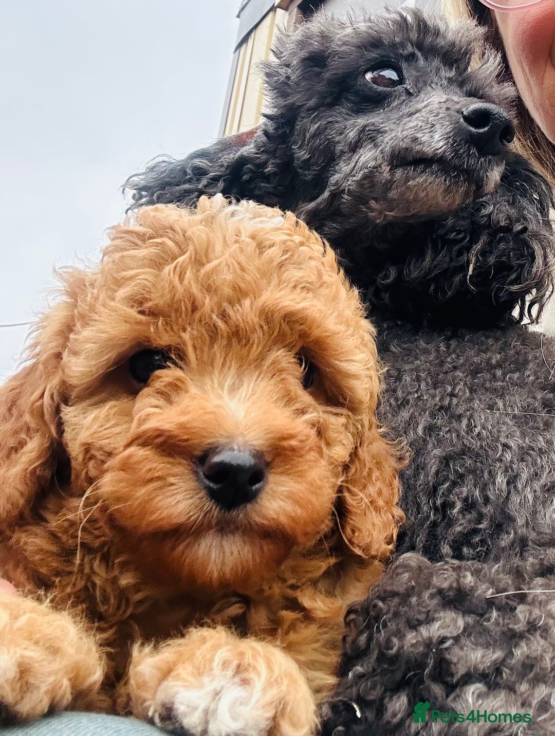 Miniature Poodle dogs for sale: Wow 🤩 how stunning  - Image 2