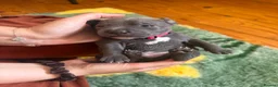 Staffordshire Bull Terrier dogs for sale: KC-Quality,Champion Bloodline,Blue Staffy Pups - Advert 15