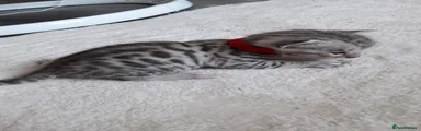 Bengal Kitten 1