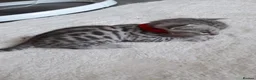 Bengal cats for sale: 6 beautiful bengals - Advert 7
