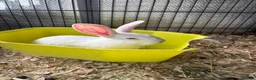 New Zealand rabbits for sale: New Zealand babies  - Advert 2