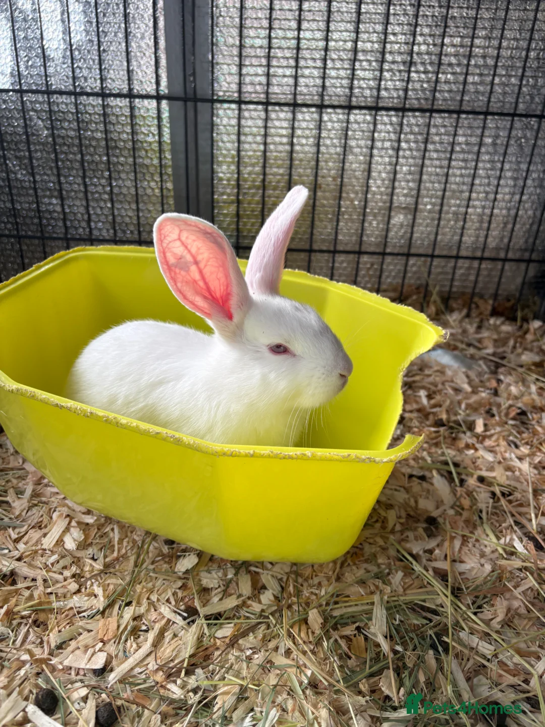 New Zealand rabbits for sale: New Zealand babies  - Advert 2