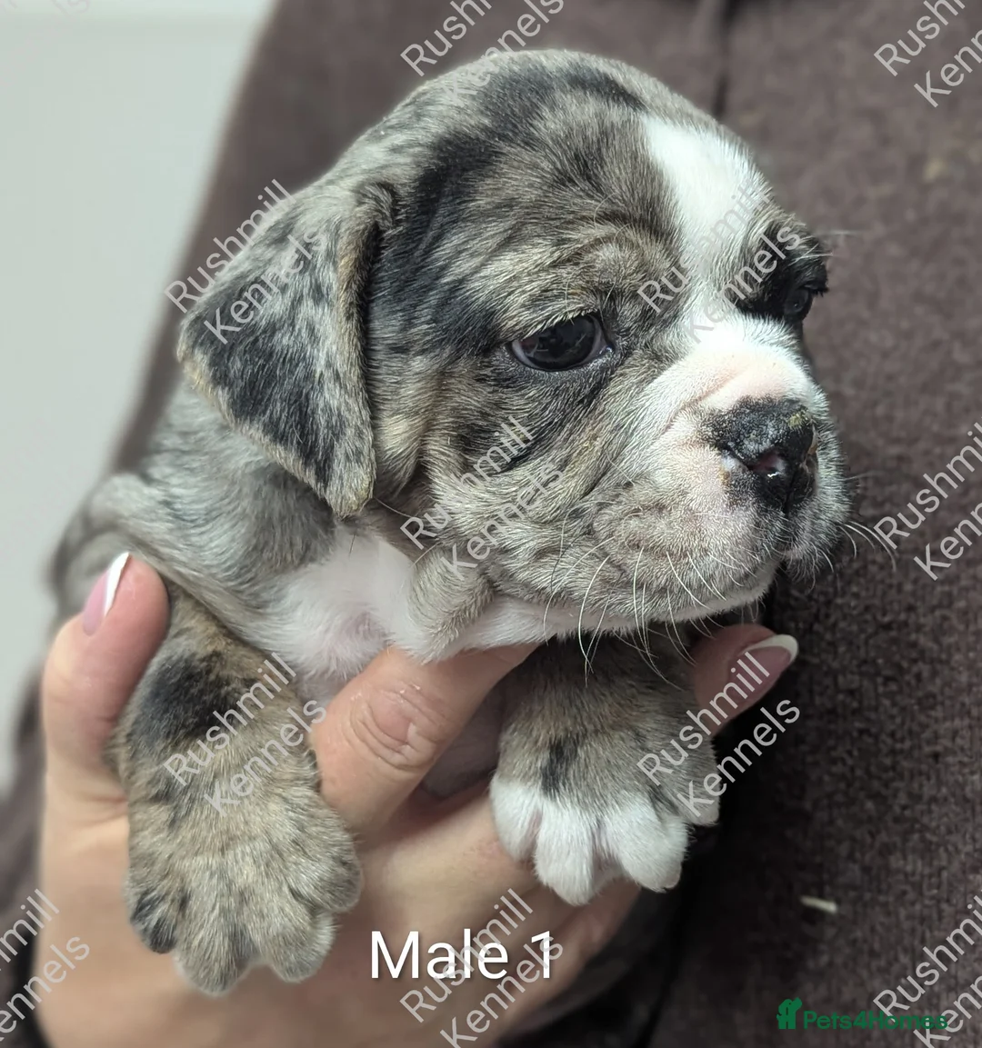 Olde English Bulldogge dogs for sale: Olde English bulldog puppies - Advert 3