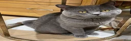British Shorthair cats for sale: Beautiful Cobby British Blue Kittens 😍  - Advert 8